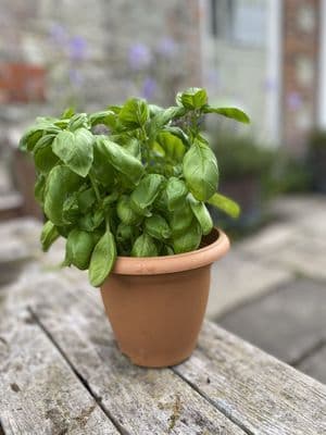 Flower Pot 152 x 121mm Terracotta