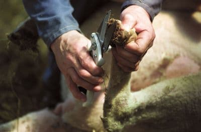 Footrot Shear Plain