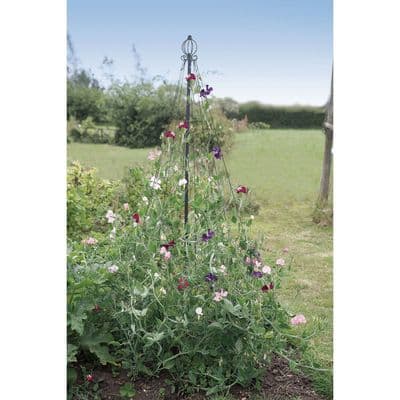 Garden Maypole W1m H1.9m