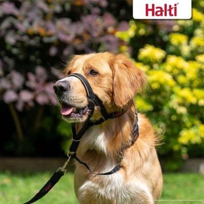 HALTI HEADCOLLAR BLACK - 2 - BLACK