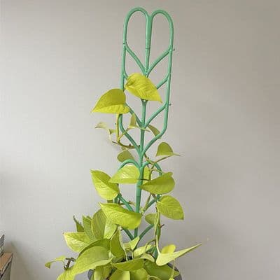 Indoor Plant Support 10cm x 35cm 3pk