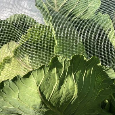 Insect Net Mesh16 1m x 100m BULK ROLL