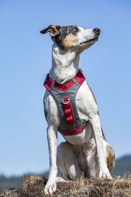 KURGO JOURNEY AIR HARNESS RED