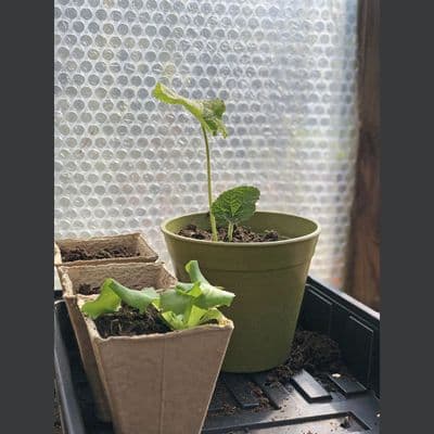 Large Bubble Greenhouse Insulation 1.5 x 50m  BULK ROLL