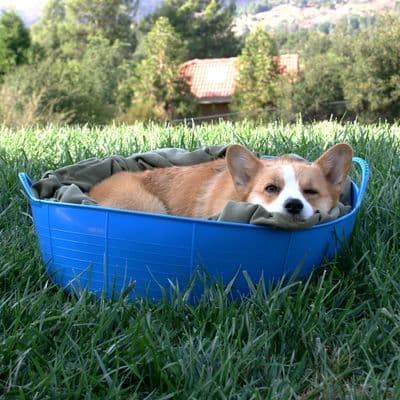 Large Shallow Gorilla Tub®  35L