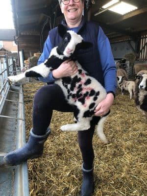 LBC ULTRALIGHT ANKLE BOOTS NAVY