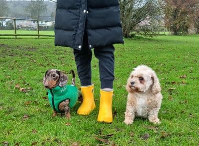 LBC ULTRALIGHT ANKLE BOOTS YELLOW