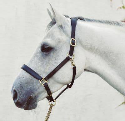 Legend Helios Headcollar Black Pony