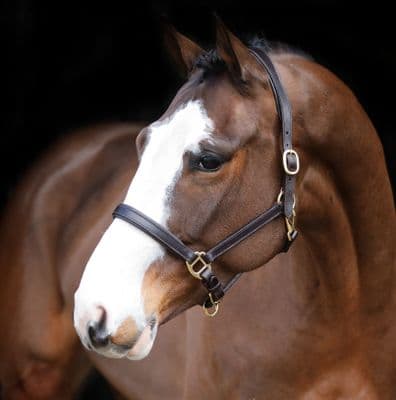 Legend Helios Headcollar Brown Pony