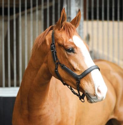 Liveryman Clipping Halter Black