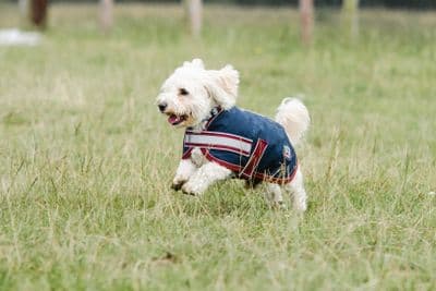 Mackey Buster 600D Dog Rug 40cm Navy/Burg