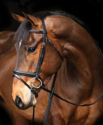 Mackey Classic Bridle with Padded N/band Ex Full BLACK