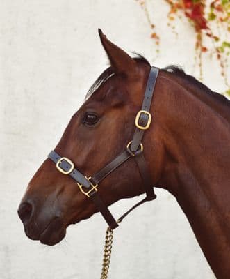 Mackey Classic Leather Headcollar Pony BLACK