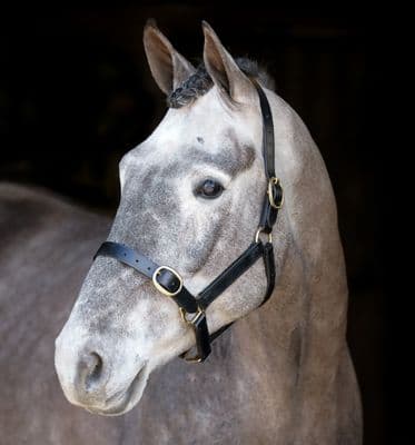 Mackey Classic Leather Headcollar Suckling BLACK