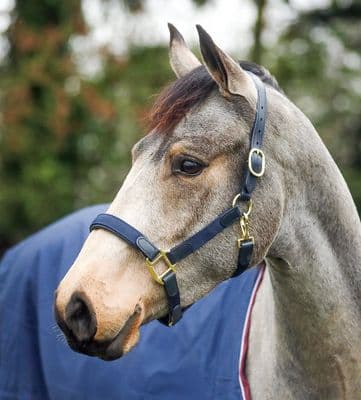 Mackey Safety Headcollar Black Cob