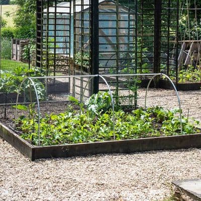 Mainframe Cloche Curves W40cm H100cm