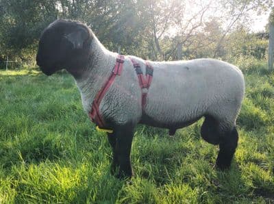 Matingmark Deluxe Ram Harness XL