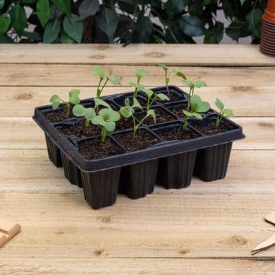 Modular Insert 12 Cell Tray 21cm 6pk