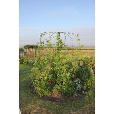 Parasol Plant Support W120cm H190cm