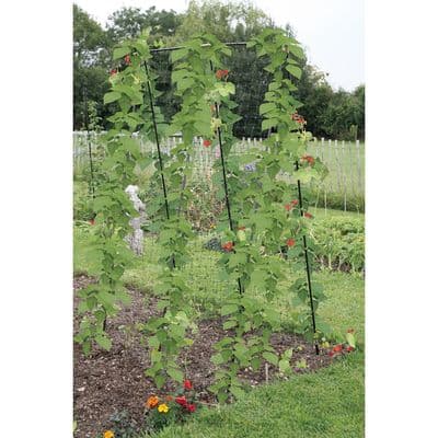 Pea and Bean Frame W80cm H200cm L120cm