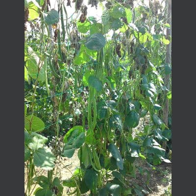 Pea & Bean Netting 1.05m x 500m  BULK ROLL