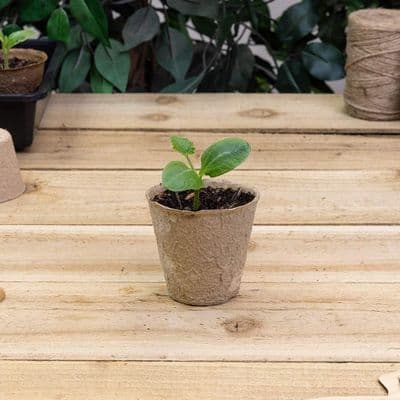 Peat Free Pots 8cm Round 12pk