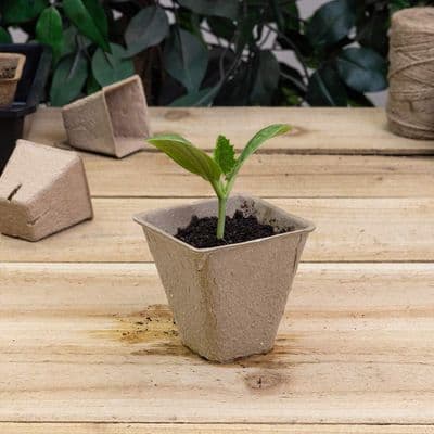 Peat Free Pots 8cm Square 12pk