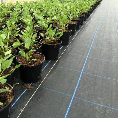 Permatex Premium 2m x 50m BULK ROLL