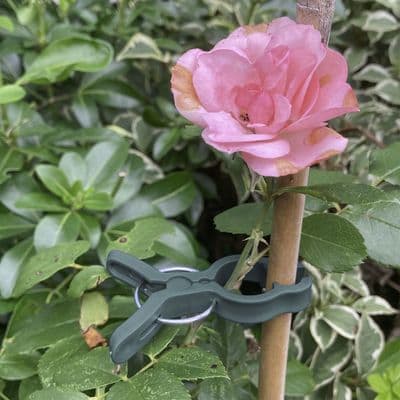 Plant Support Spring Clips Large 6cm 5pk