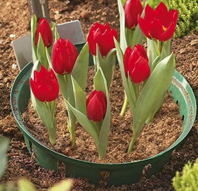 Plastic Bulb Baskets Round Small 26cm 3pk