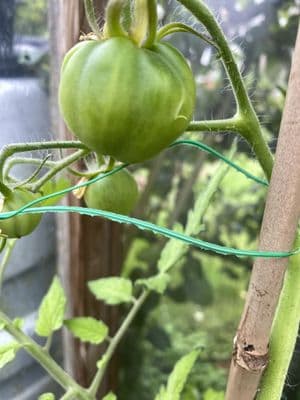 Plastic Coated Flat Twist Tie Dispenser Green 2mm 100m