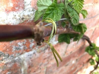 Plastic Coated Flat Twist Tie Dispenser Olive 50m