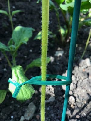 Plastic Coated Flat Twist Ties Green 3mm x 10cm 200pk