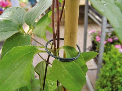 Plastic Coated Plant Rings Green 2.5cm 50pk