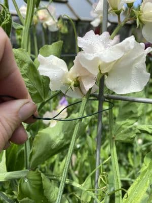 Plastic Coated Tying Wire Dispenser 0.8mm x 50m