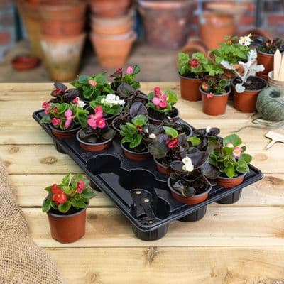 Pot Carry Tray with 18x 9cm Pots