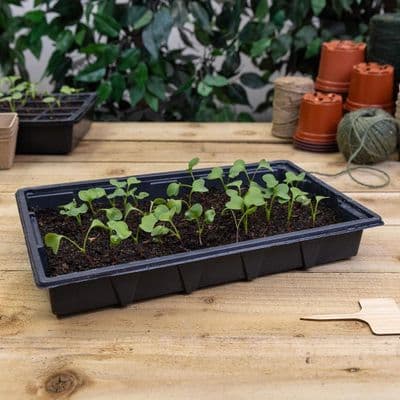 Professional Seed Tray 37cm Black 5pk