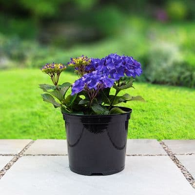 Round Container Pot 10ltr 2pk
