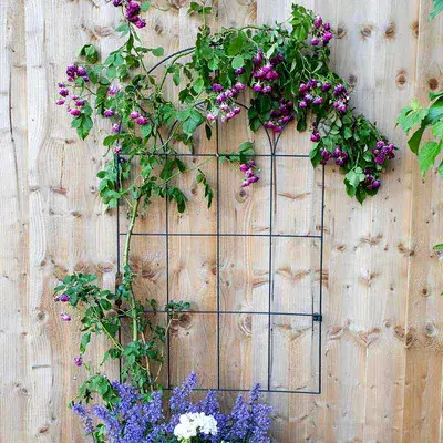 Round Wall Trellis H100cm W60cm