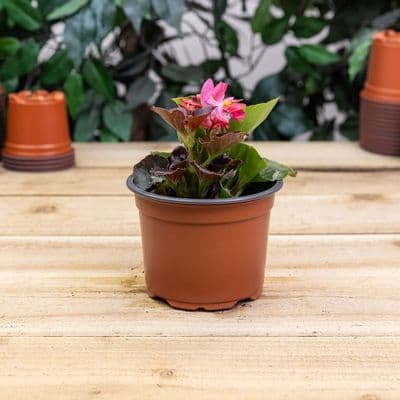 Seed and Cutting Pot 13cm Round 16pk