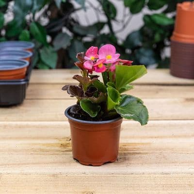 Seed and Cutting Pot  9cm Round 18pk