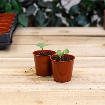 Seed and Cutting Pots 6cm Round 40pk