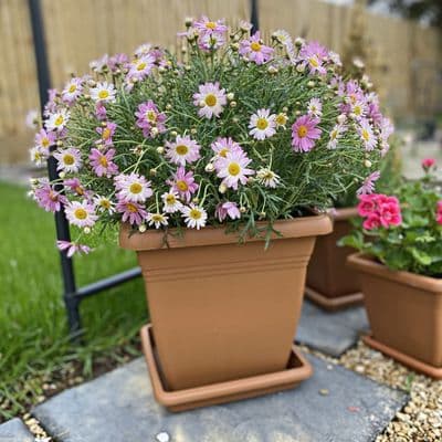 Square Pot 320 x 300mm Terracotta