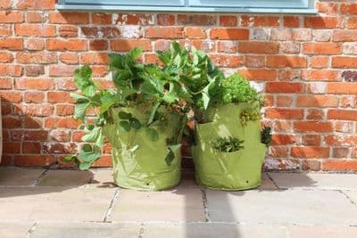 Strawberry and Herb Planter 2pk