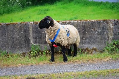 Super Blue Ram Harness  - Blue