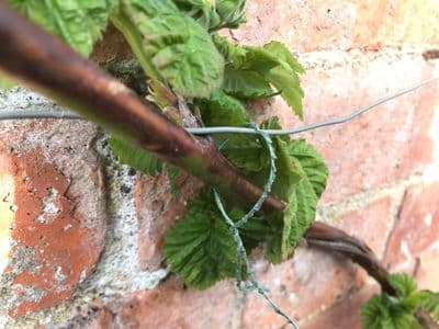 Textured Plastic Coated Climbing Wire Dispenser Olive 1mm x 24m