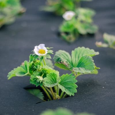 Ultra Weedban 1.5m x 100m folded  BULK ROLL