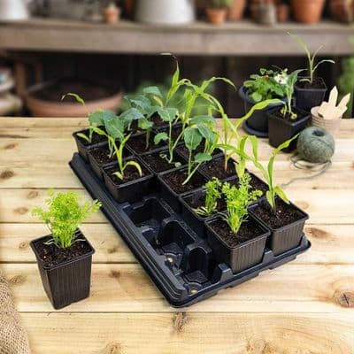 Vegetable Growing Tray with 18x 9cm Square Pots
