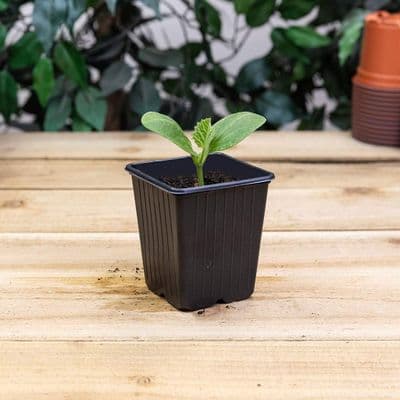 Vegetable Pots 9cm Square 18pk