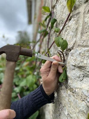 Vine Eyes 100mm 10pk